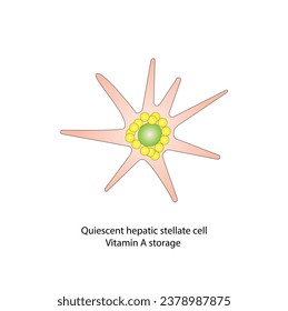 Leberstellatzelle, HSC. Ruhige HSC-Vitamin-A-Lagerung. Leberfibrose. Vektorgrafik