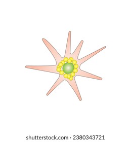 Leberstellatzelle, HSC. Ruhige HSC-Vitamin-A-Lagerung. Leberfibrose. Vektorgrafik