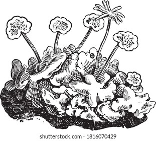 Hepatica flower, From the Dictionary of Word and Things, 1888.