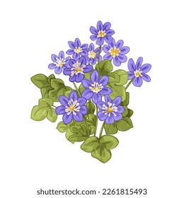 Hepatica flower, vintage botanical drawing. Liverwort, floral plant drawn in retro style. Blossomed liverleaf blooms. Realistic handdrawn flora, vector illustration isolated on white background
