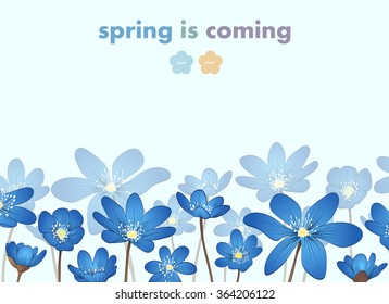 Hepatica flowers card backgrounds. Hand drawn vector illustration