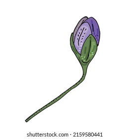 Hepatica nobilis elements. Hand drawn spring flower. Delicate buds, petals, leaves. Contour vector design for coloring, printing, poster, textiles, books.