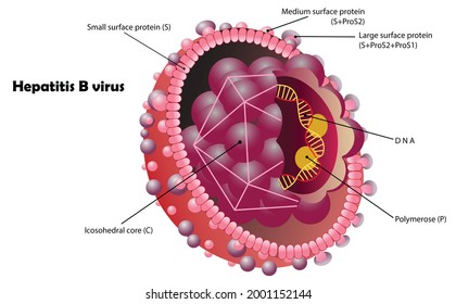 Hepatitis B virus in and arrangement of the smallest parts. World Hepatitis Day awareness. 