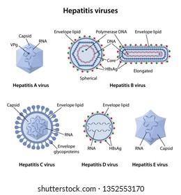 Hepatitis-Viren der Leber. Struktur der Hepatitis-A-, B-, C-, D-, E-Viren mit entsprechender Bezeichnung. Vektorillustration im Flachstil einzeln auf weißem Hintergrund.