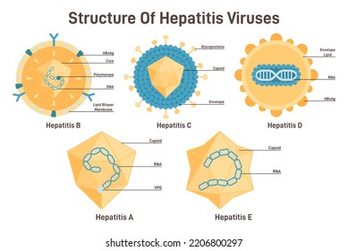 Hepatitis-Viren sind aktiviert. Struktur der Hepatitis-A-, B-, C-, D-, E-Viren mit Teilebeschreibungen. Leberversagen Flache Vektorgrafik