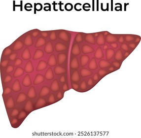Hepatocellular Science Vector Colorful Illustration