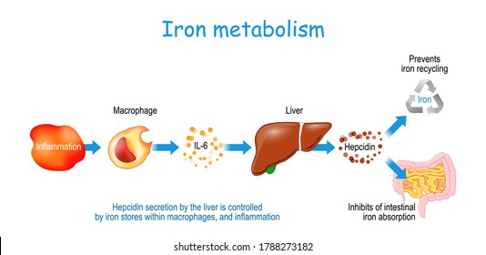 Hepcidin and Human iron metabolism. Hepcidin secretion by the liver is controlled by iron stores within macrophages, and inflammation. Vector diagram