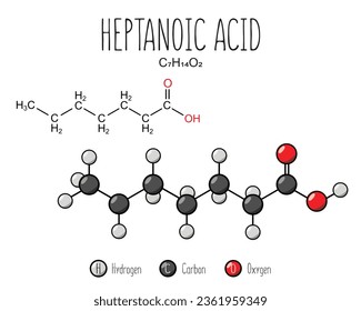 Heptanoic acid skeletal structure and flat model representation, isolated on a blank background. Vector editable