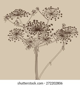 Heracleum plant an autumn