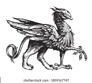Heraldic griffin from the family crest  Vintage mythical animal and body lion  bird wings   an eagle head  Gryphon heraldry symbol  hand  drawn illustration  Black   white vector sketch