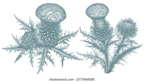 Heraldic Thistle. Editable hand drawn illustration. Vector vintage engraving. Isolated on white background. 8 EPS