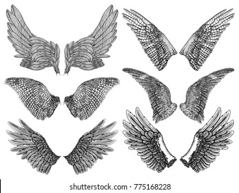 Heraldic wings set for tattoo and mascot design. Isolated vector illustration collection wings.