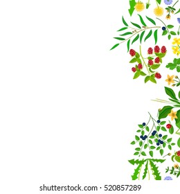 Herb border isolated on white background. Vector illustration