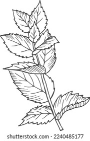 Herb botanical drawing. Growing mint. Plant illustration