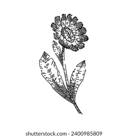 herb calendula hand drawn. herbal nature, leaf yellow, petal botany herb calendula vector sketch. isolated black illustration