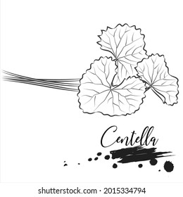 Herb, centella, medical plant line vector illustration