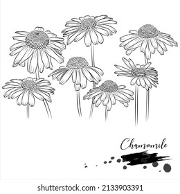 Herb, Chamomile, medical plant line vector illustration