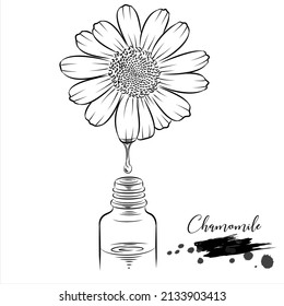 Herb, Chamomile, medical plant line vector illustration