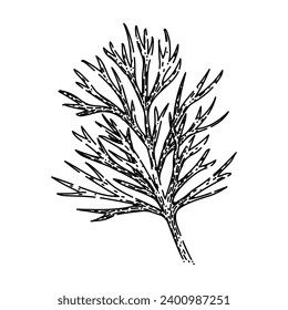 herb dill hand drawn. ingredient fresh, herbal seasoning, nature cooking herb dill vector sketch. isolated black illustration