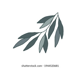 Herb for elegant design, botanical design. Botanical vector illustration.