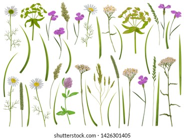 Herb and field flowers vector greenery set