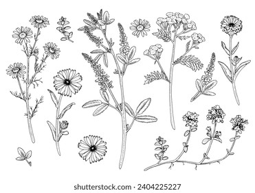 Herb Flower Set Vector outline illustration. Hand drawn clipart bundle of calendula and medicinal chamomile. Black line art of officinalis wildflower and leaves. Linear drawing on isolated background