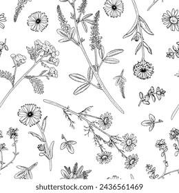 Herb Flower Vector seamless Pattern. Black line art of officinalis wildflowers. Hand drawn sketch of medicinal floral plants. Outline illustration of botanical print. Drawing on white background