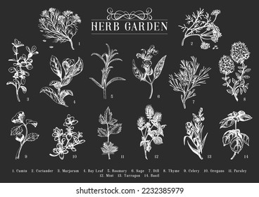 Jardín de hierbas, boceto en vector, colección de dibujos botánicos en estilo de grabado, oficiales y plantas culinarias orgánicas, ilustraciones a mano, elementos de diseño