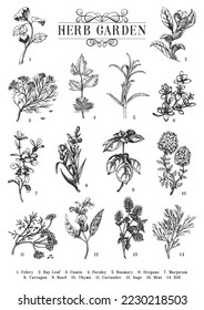 Herb Garden, sketches set in vector, collection of botanical drawings in engraving style, officinalis and organic culinary plants, hand drawn illustrations, design elements