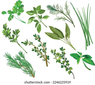 Herb Garden Vector Illustration Collection
