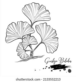 Herb, Ginkgo Biloba, medical plant line vector illustration