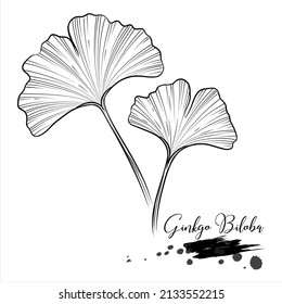 Herb, Ginkgo Biloba, medical plant line vector illustration