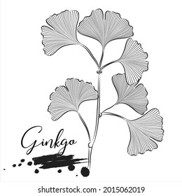 Herb, Ginkgo, medical plant line vector illustration