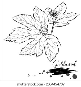 Herb, Goldenseal, medical plant vector illustration