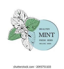 Herb hand drawing. Peppermint hand drawing.Design for package, card.Mint Vector background. Peppermint