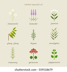 herb healing leaf grass nature vector illustration flat design