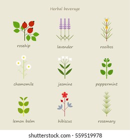 herb healing leaf grass nature vector illustration flat design