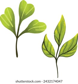herb, herbal, laurel, realistic, three-dimensional, aroma, aromatherapy, bay, favor, garnish, grocery, nourishment, seasoning, spice, vegetable, aromatic, condiment, cookery, culinary, design element,