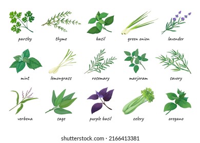 Herb icons. Various cooking ingredients, fresh thyme, coriander and parsley. Green and purple basil, mint and lavender. Medicine herbal leaves, spicy rosemary, dill and sage. Vector elements