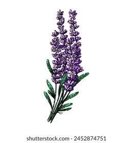 hierba lavanda dibujado a mano. aroma esencial, aceite calmante, fragancia planta hierba lavanda boceto de Vector. ilustración de color aislado