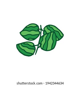 hoja verde sobre fondo blanco. vector dibujado a mano. 