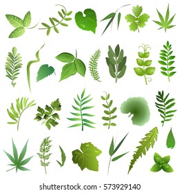 Herb  leaves. Set of hand drawn vector illustrations of green leaves on white background.