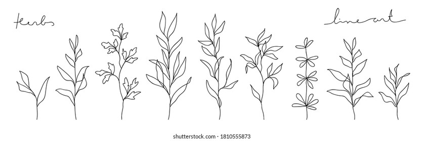 Herb line art collection. Abstract leaves continuous line drawing set.
Botanical elegant vector illustration