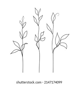 Herb line art collection. Abstract leaves continuous line drawing set. Botanical elegant vector illustration