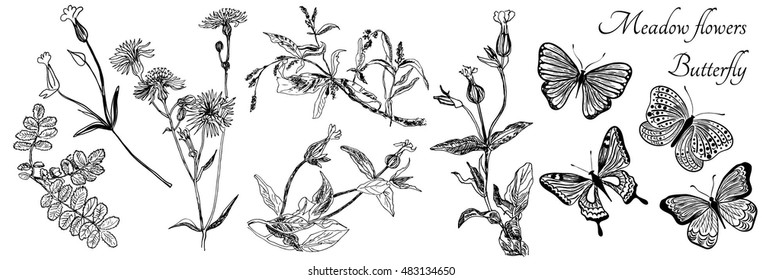 Herb meadow, butterfly, vector set. Black and white drawing