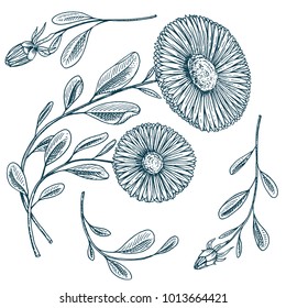 Herb medicinal chamomile or daisy wheel with leaves and buds. Wedding flowers in the garden or spring plant. design for package tea or organic cosmetic, card. engraved hand drawn in old sketch.