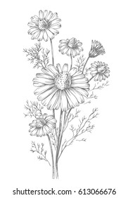 Herb Medicinal Chamomile. Hand Drawing, Sketch. Vector Illustration Of Wild Plants For Labels, Packaging.