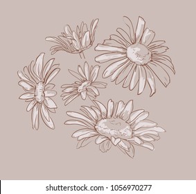 Herb medicinal chamomile. hand drawn flower vector illustration, chamomile sketch bouquet of wildflowers.