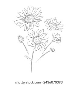 Herb medicinal chamomile. Hand drawn flower vector illustration, chamomile with stem and leaves, sketch bouquet of wildflowers.