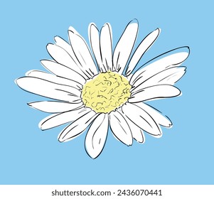 Herb medicinal chamomile. Hand drawn flower vector illustration, chamomile sketch 
